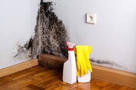 Why You Should Choose Our Mold Remediation Services in Cambridge, MN